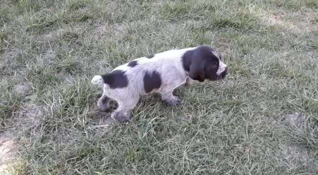 Welpen Bilder !-Beitrag-Bild