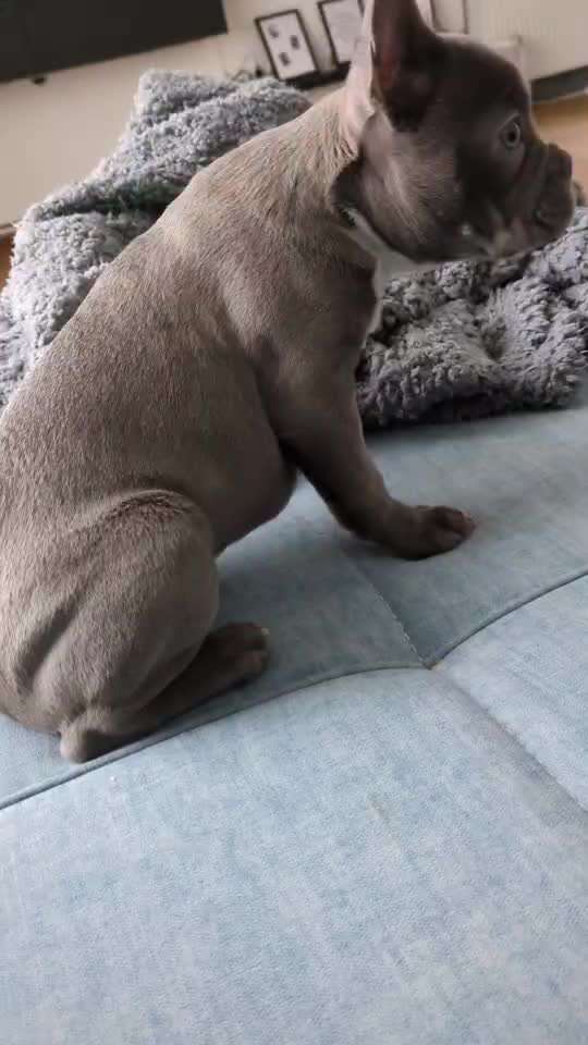 Hängende Haut nach Tollwut Impfung-Beitrag-Bild