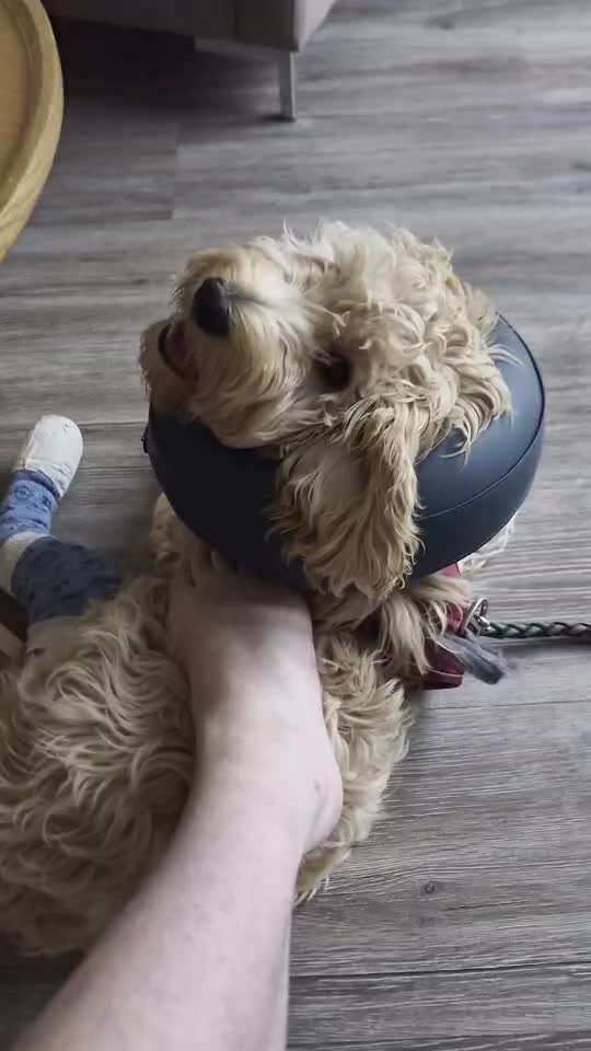 Akute Problemsituation mit jungem Hund nach OP: Besitzansprüche, Dauerstress, Kinder betroffen-Beitrag-Bild