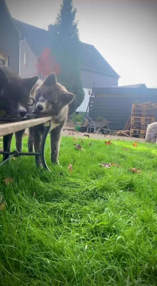 Akita Inu/American Akita (Mix) halter.-Beitrag-Bild