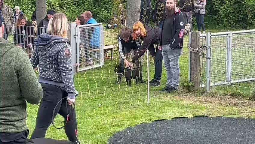 Französische Bulldoggen-Beitrag-Bild