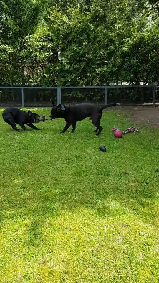 Französische Bulldoggen-Beitrag-Bild