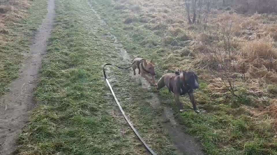 Miniatur Bull Terrier-Beitrag-Bild