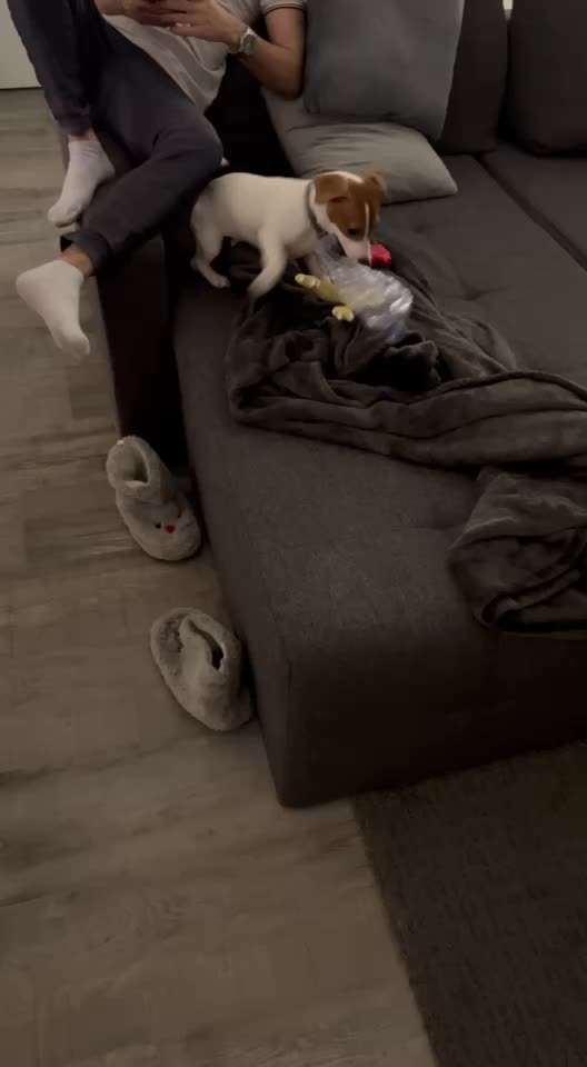 19. Video Challenge  "urkomische Hunde zum Brüllen lustig"-Beitrag-Bild