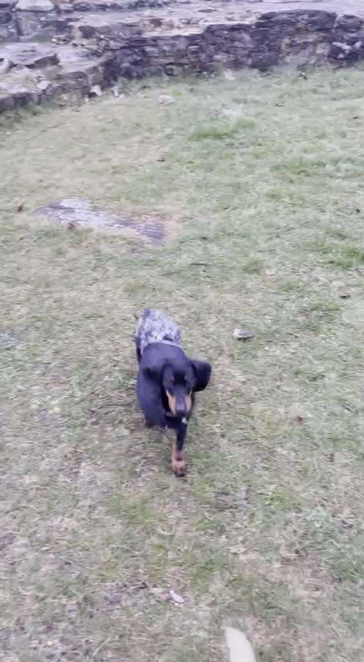 Gassi gehen im Regen-Beitrag-Bild