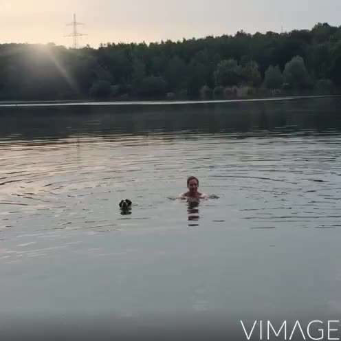 Photomontagen mit Hund-Beitrag-Bild