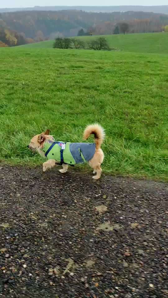Hundekleidung - Top oder Flop-Beitrag-Bild