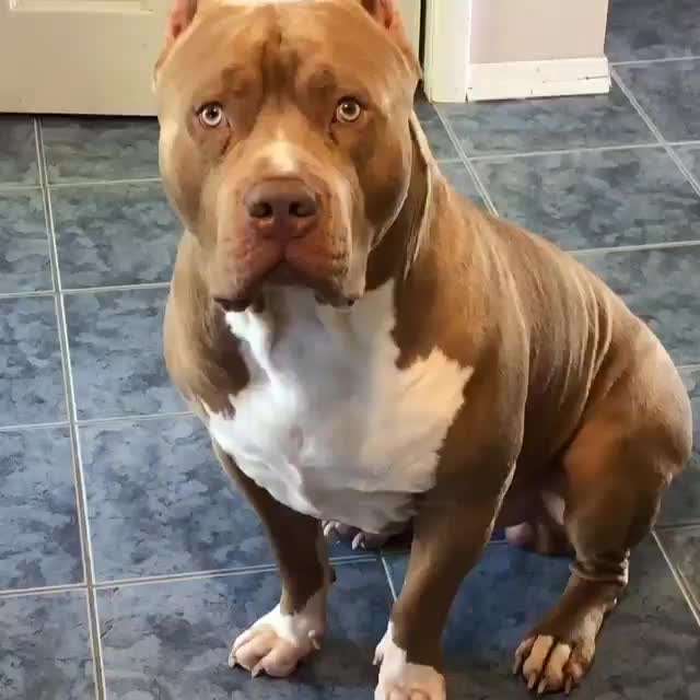 Welpe schreit wenn er andere Hunde sieht-Beitrag-Bild