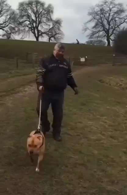 Hunde Memes-Beitrag-Bild