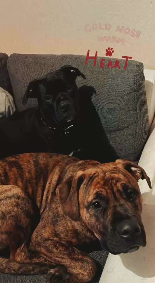 Hat hier auch jemand zwei aus einem Wurf?-Beitrag-Bild