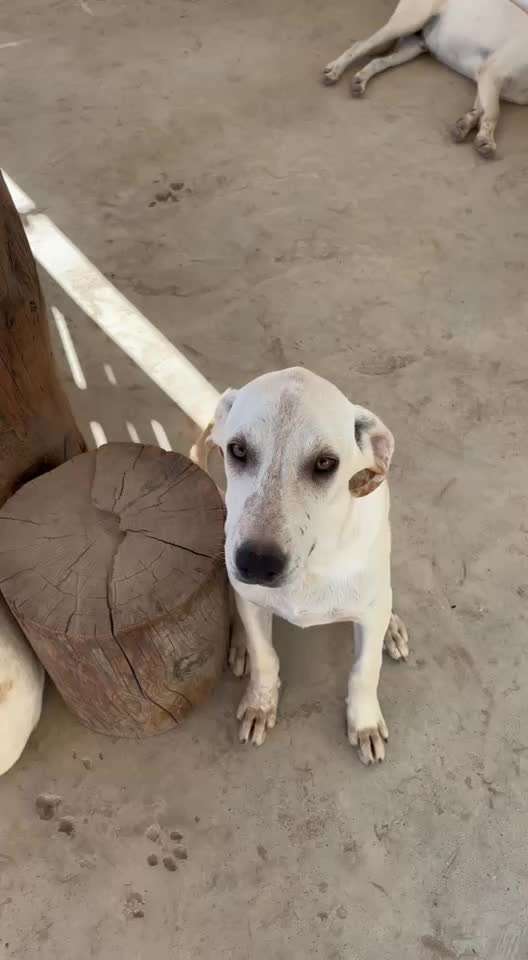 Tierschutzhunde suchen ein Zuhause-Beitrag-Bild