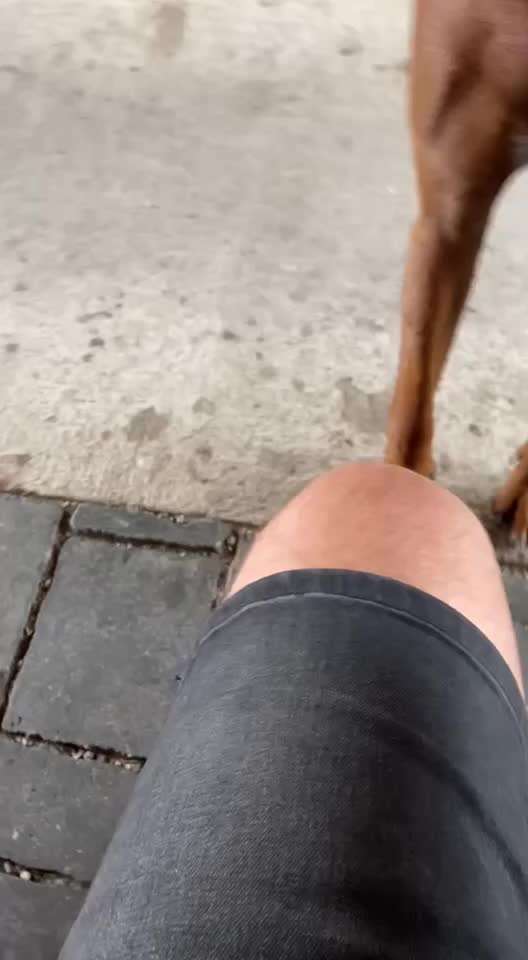 Rhodesian Ridgeback-Beitrag-Bild