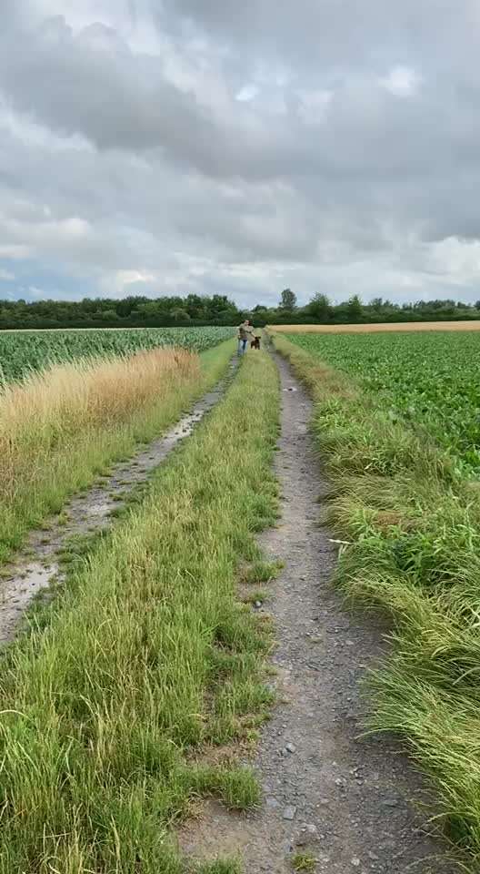 Rhodesian Ridgeback-Beitrag-Bild