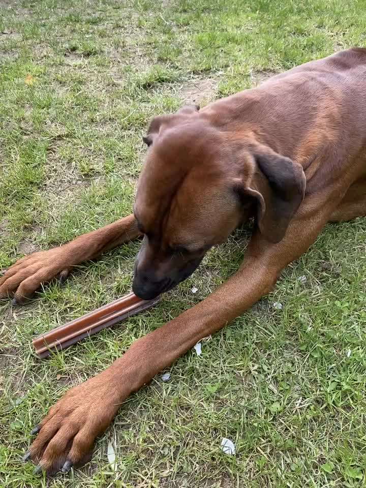 Rhodesian Ridgeback-Beitrag-Bild