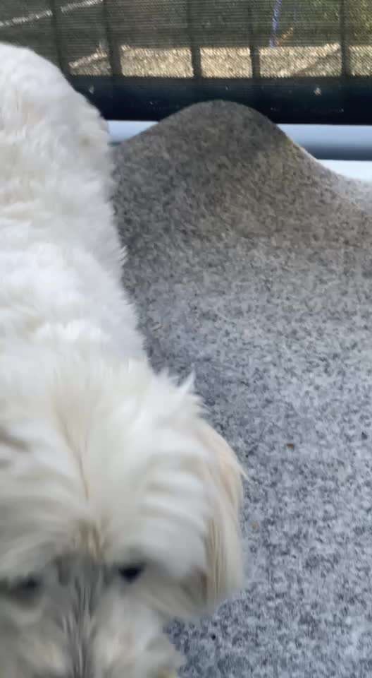 Plötzlich Humpeln-Beitrag-Bild