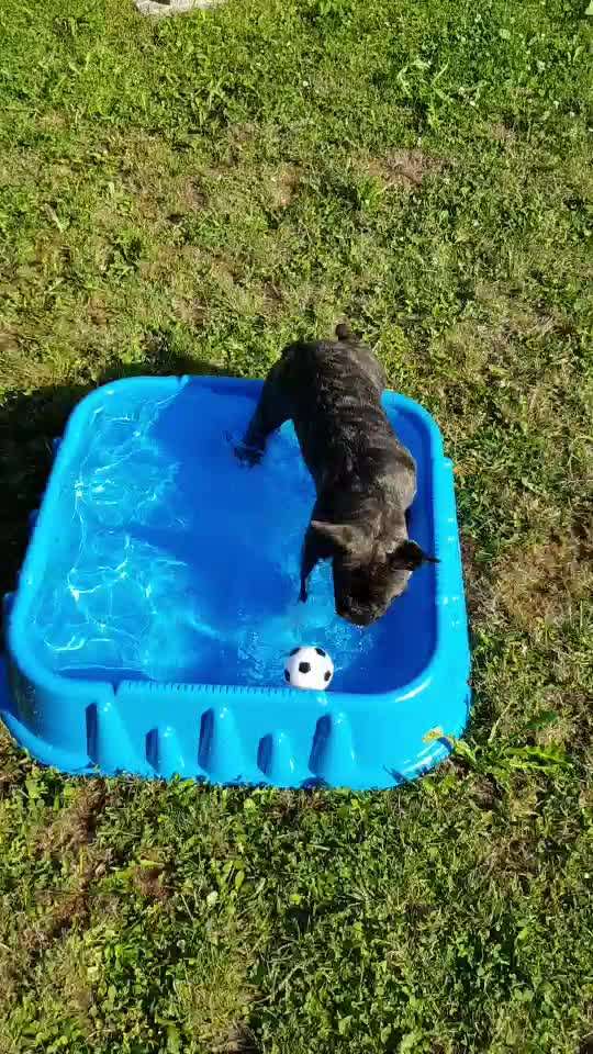 Dogorama-Monats-Challenge-Mai "Wasser"-Beitrag-Bild