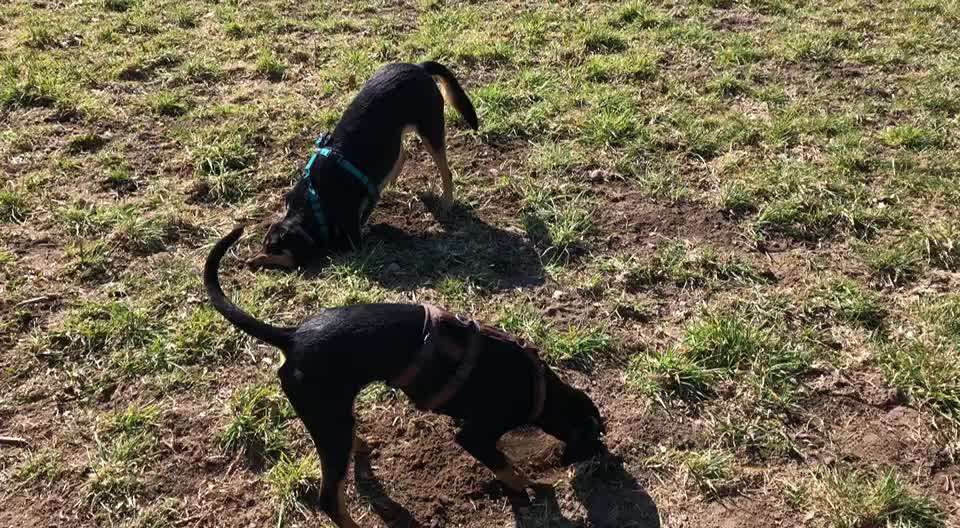 Immer der Nase nach - die schönsten Jagdhund-Bilder-Beitrag-Bild