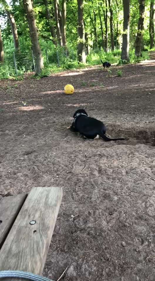 TierschutzhundeStammtisch🐕-Beitrag-Bild