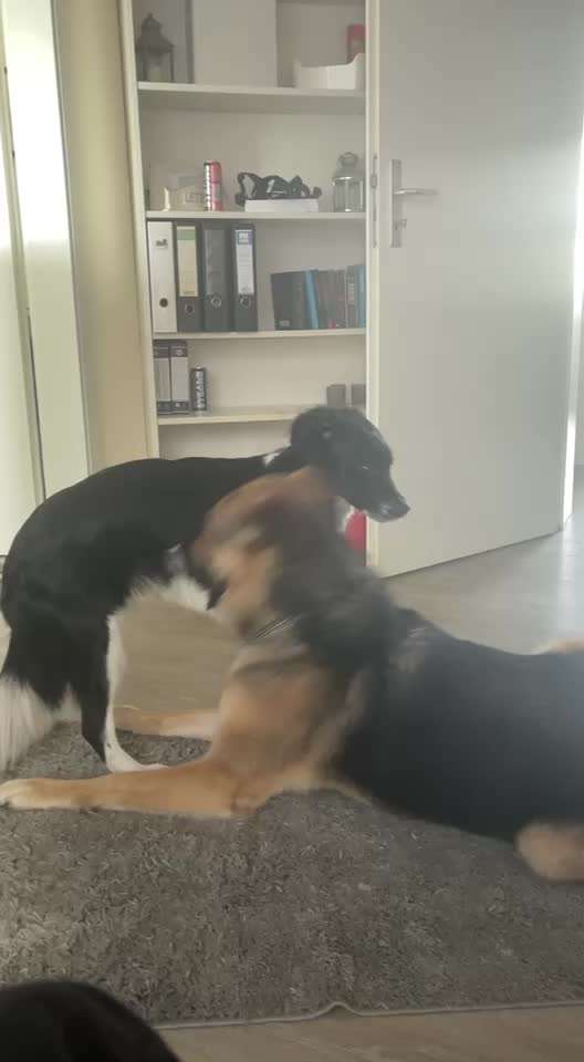 Hund knabbert an anderem Hund-Beitrag-Bild