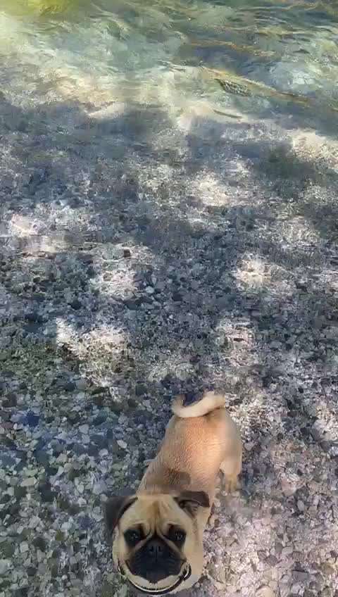 Zeigt hier Euer liebstes Video Eurer Hunde-Beitrag-Bild