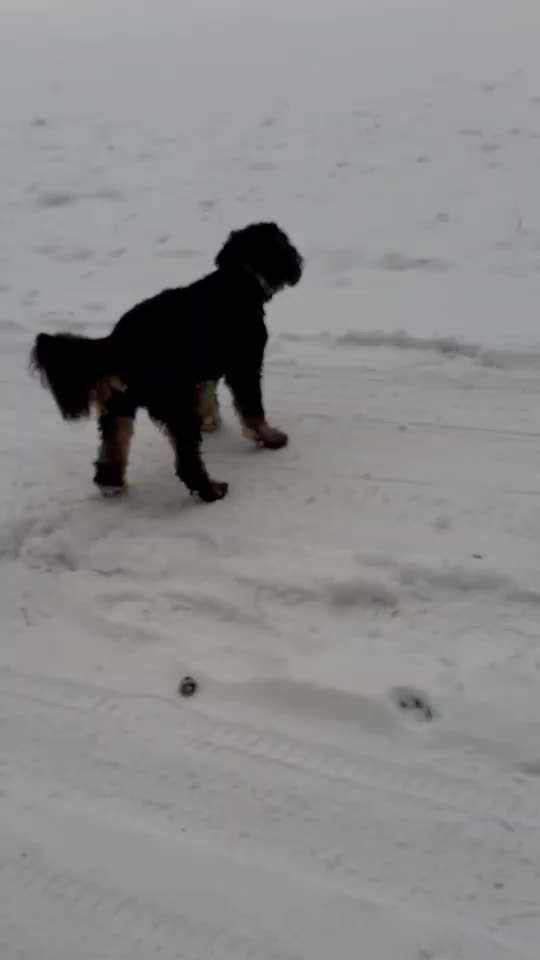 Fotosammlung: ,,Der natürliche Hund" Unbearbeitet, ungestellt und in Natura-Beitrag-Bild