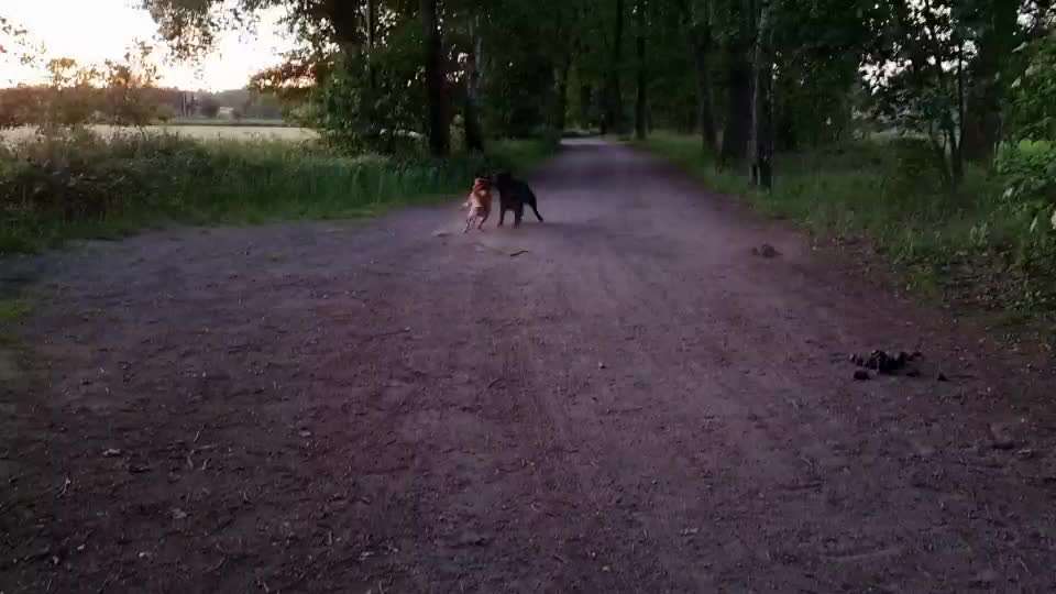 Spieltrieb ;)-Beitrag-Bild