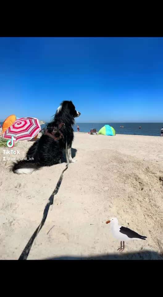 7. Kurzgeschichten Challenge: Spaziergang am Strand-Beitrag-Bild