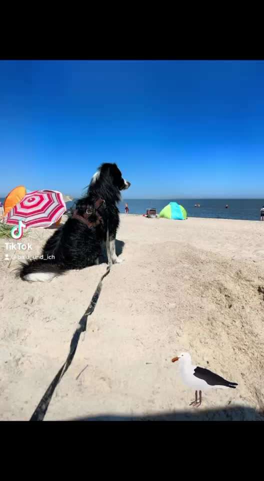 7. Kurzgeschichten Challenge: Spaziergang am Strand-Beitrag-Bild