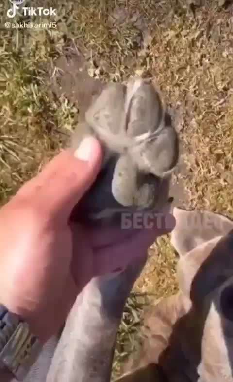 Hunde Memes-Beitrag-Bild