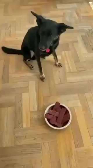 Hunde Memes-Beitrag-Bild