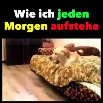 Hunde Memes-Beitrag-Bild