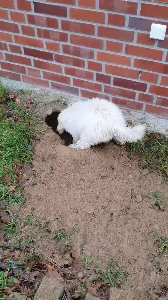 Zeig mir, dass du mit einem hund zusammenlebst....-Beitrag-Bild