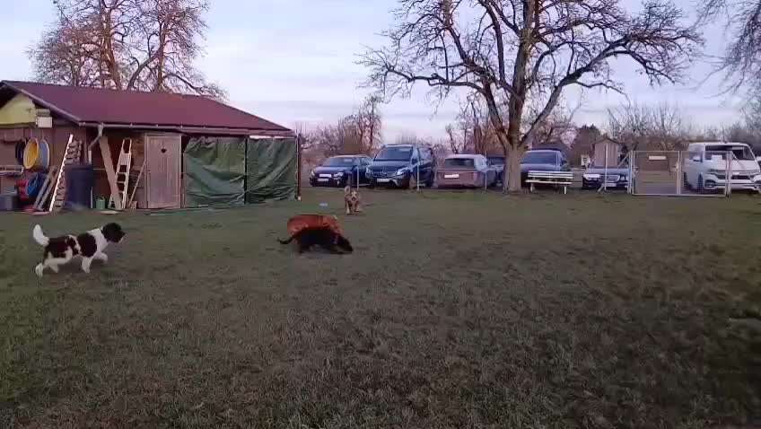 aktuelles Foto Gruppe Biete/suche Hundebetreuung