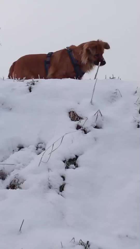 Dogorama Photo Challenge - Winterstimmung-Beitrag-Bild