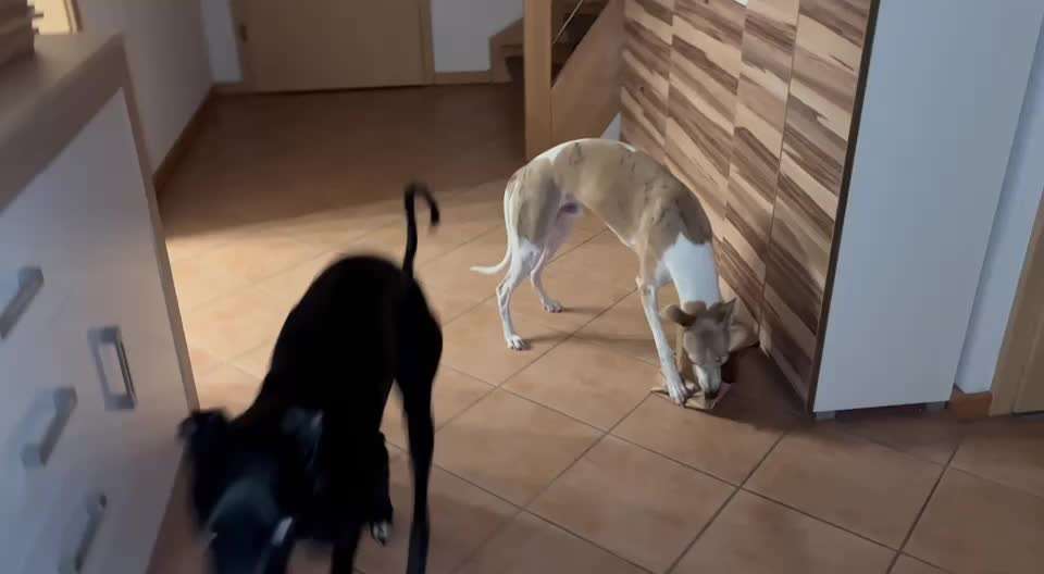 Windhunde - Treffen der besonderen Schönheiten
HERZLICH WILLKOMMEN-Beitrag-Bild