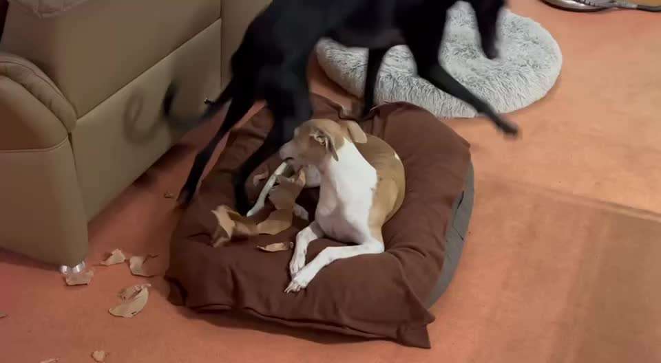 Windhunde - Treffen der besonderen Schönheiten
HERZLICH WILLKOMMEN-Beitrag-Bild