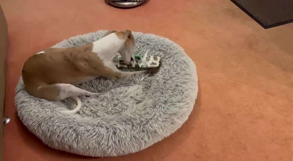 Windhunde - Treffen der besonderen Schönheiten
HERZLICH WILLKOMMEN-Beitrag-Bild