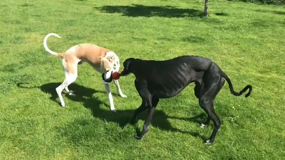 Windhunde - Treffen der besonderen Schönheiten
HERZLICH WILLKOMMEN-Beitrag-Bild