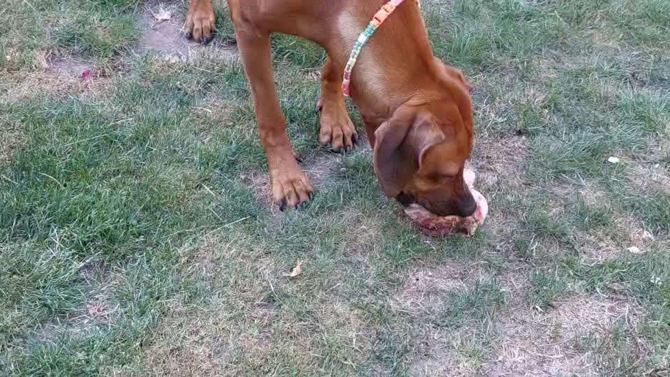 Rhodesian Ridgeback-Beitrag-Bild