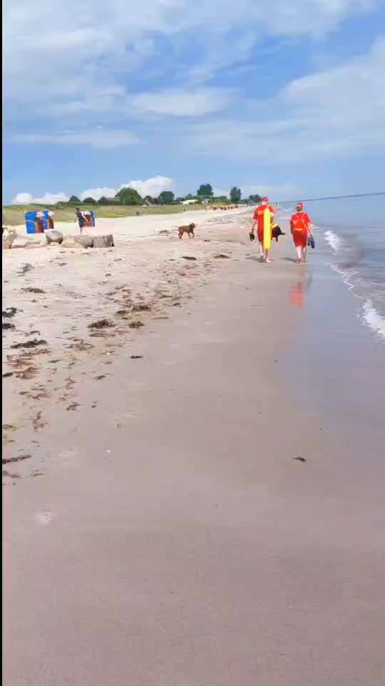 Rhodesian Ridgeback-Beitrag-Bild