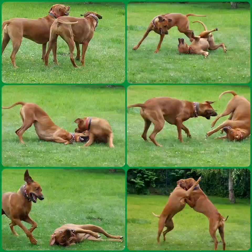 Rhodesian Ridgeback-Beitrag-Bild