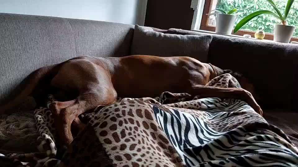 Rhodesian Ridgeback-Beitrag-Bild
