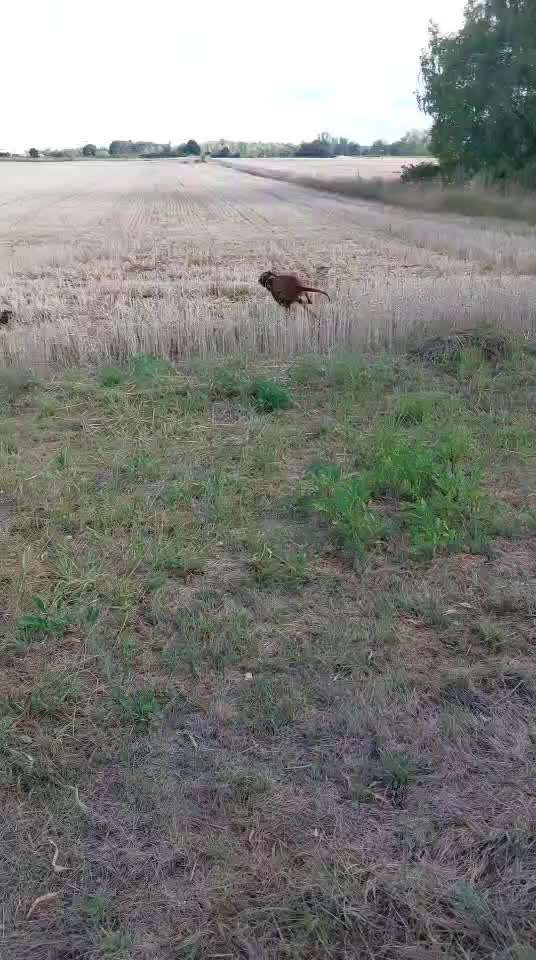 Rhodesian Ridgeback-Beitrag-Bild