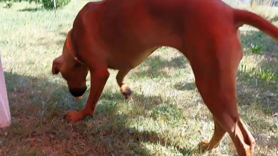 Rhodesian Ridgeback-Beitrag-Bild