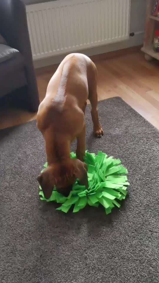 Rhodesian Ridgeback-Beitrag-Bild
