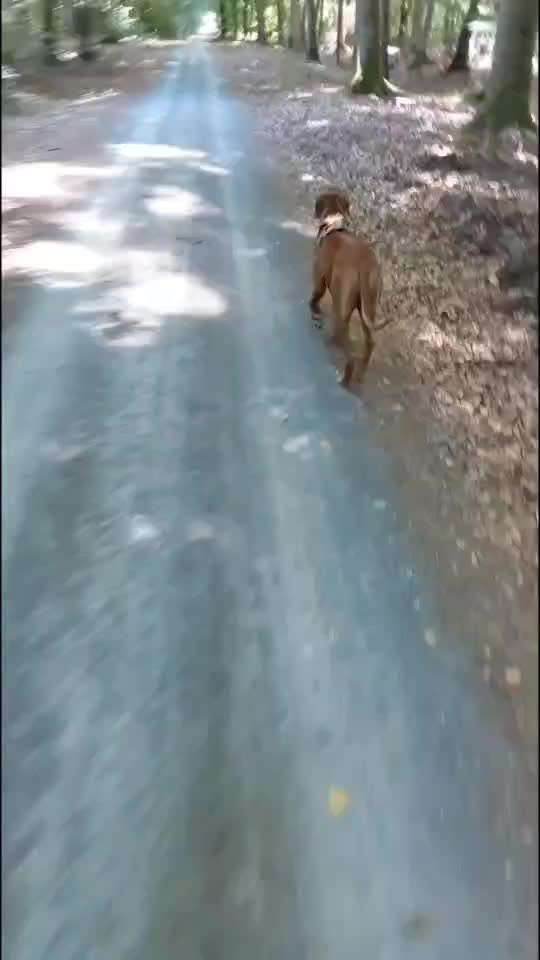 Rhodesian Ridgeback-Beitrag-Bild