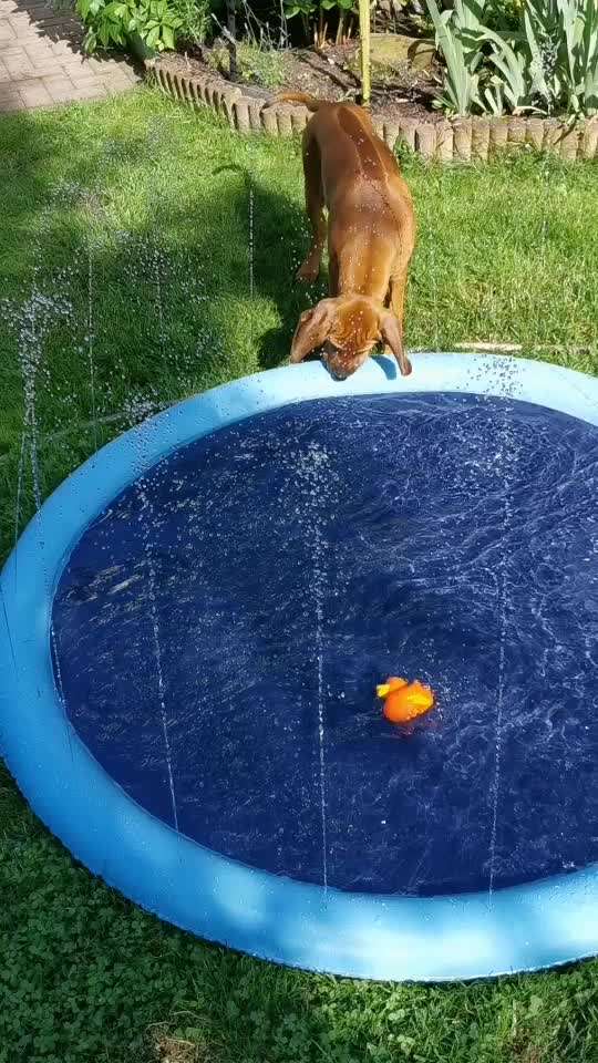 Rhodesian Ridgeback-Beitrag-Bild