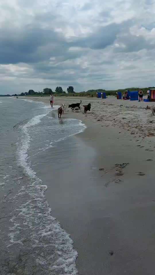 Rhodesian Ridgeback-Beitrag-Bild