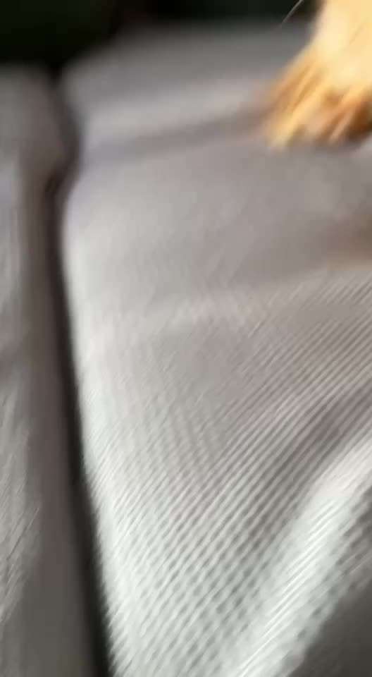 Hund Atmet komisch-Beitrag-Bild