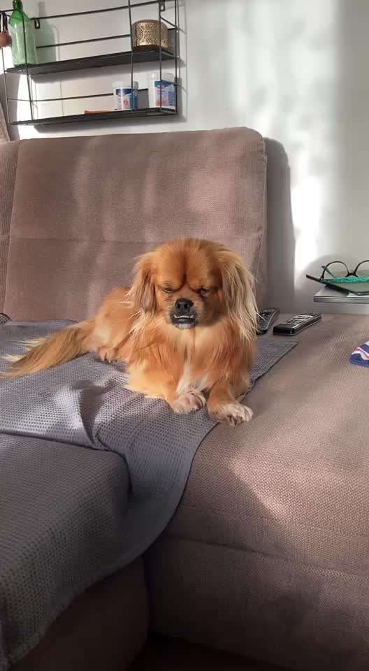 Hund Atmet komisch-Beitrag-Bild